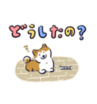 Every Day Dog しば犬 2020（個別スタンプ：36）