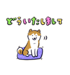 Every Day Dog しば犬 2020（個別スタンプ：38）