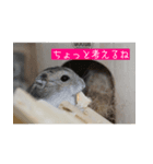 はむむとくろろのスタンプ（個別スタンプ：2）