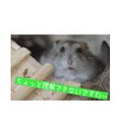 はむむとくろろのスタンプ（個別スタンプ：3）