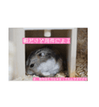 はむむとくろろのスタンプ（個別スタンプ：4）