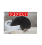 はむむとくろろのスタンプ（個別スタンプ：5）