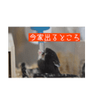 はむむとくろろのスタンプ（個別スタンプ：6）