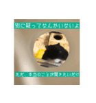 はむむとくろろのスタンプ（個別スタンプ：7）