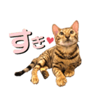 ベンガル レオンkun♪♪（個別スタンプ：3）
