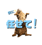 ベンガル レオンkun♪♪（個別スタンプ：6）