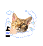 ベンガル レオンkun♪♪（個別スタンプ：8）