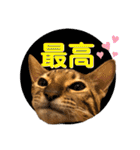 ベンガル レオンkun♪♪（個別スタンプ：9）