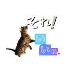 ベンガル レオンkun♪♪（個別スタンプ：11）