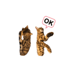 ベンガル レオンkun♪♪（個別スタンプ：13）