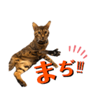 ベンガル レオンkun♪♪（個別スタンプ：14）