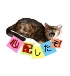 ベンガル レオンkun♪♪（個別スタンプ：16）