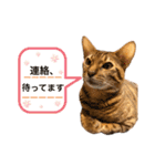ベンガル レオンkun♪♪（個別スタンプ：17）