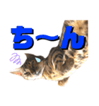 ベンガル レオンkun♪♪（個別スタンプ：18）