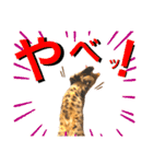 ベンガル レオンkun♪♪（個別スタンプ：19）