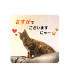 ベンガル レオンkun♪♪（個別スタンプ：23）