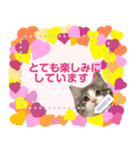 もふ猫トノ君♡メッセージスタンプ（個別スタンプ：2）