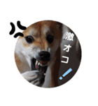 SHIBALIFE 柴犬満福（個別スタンプ：1）