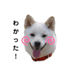 SHIBALIFE 柴犬満福（個別スタンプ：3）