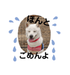 SHIBALIFE 柴犬満福（個別スタンプ：5）
