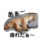 SHIBALIFE 柴犬満福（個別スタンプ：6）