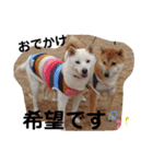 SHIBALIFE 柴犬満福（個別スタンプ：7）
