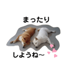SHIBALIFE 柴犬満福（個別スタンプ：8）