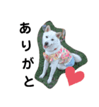 SHIBALIFE 柴犬満福（個別スタンプ：9）