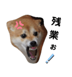 SHIBALIFE 柴犬満福（個別スタンプ：10）