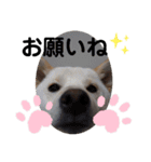 SHIBALIFE 柴犬満福（個別スタンプ：11）