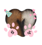 SHIBALIFE 柴犬満福（個別スタンプ：12）