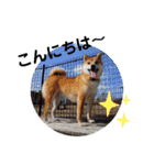 SHIBALIFE 柴犬満福（個別スタンプ：14）