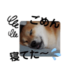 SHIBALIFE 柴犬満福（個別スタンプ：15）