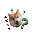 SHIBALIFE 柴犬満福（個別スタンプ：16）