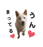 SHIBALIFE 柴犬満福（個別スタンプ：19）