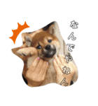 SHIBALIFE 柴犬満福（個別スタンプ：20）