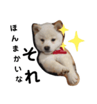 SHIBALIFE 柴犬満福（個別スタンプ：21）