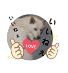 SHIBALIFE 柴犬満福（個別スタンプ：22）