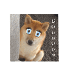 SHIBALIFE 柴犬満福（個別スタンプ：23）