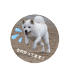 SHIBALIFE 柴犬満福（個別スタンプ：24）