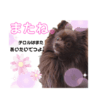 チロルつたんぷ！（個別スタンプ：3）