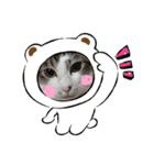 大好きなにゃんこ達♡（個別スタンプ：6）