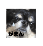 せなくん。（個別スタンプ：16）