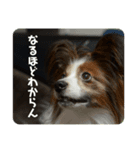 ルークちゃんそのいち（個別スタンプ：6）