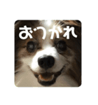 ルークちゃんそのいち（個別スタンプ：8）