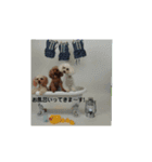 わんこ 6（個別スタンプ：1）