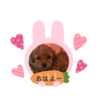 わんこ 6（個別スタンプ：3）