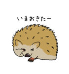 ハリネズミの使えるスタンプ（個別スタンプ：9）
