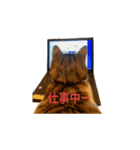 Macyako cats2（個別スタンプ：1）