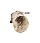 Macyako cats2（個別スタンプ：3）